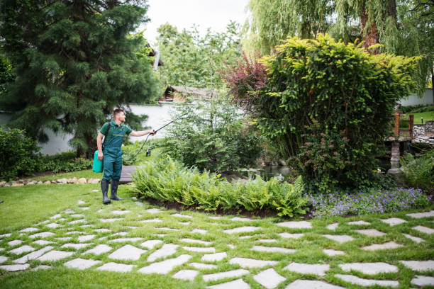 Best Ant Control Services  in Pquemine, LA