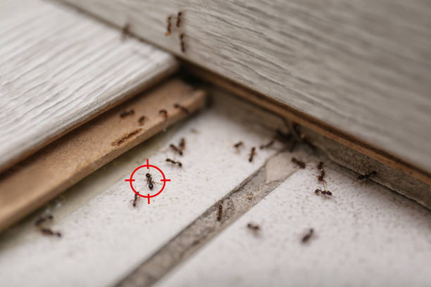 Best Affordable Pest Control Services  in Pquemine, LA
