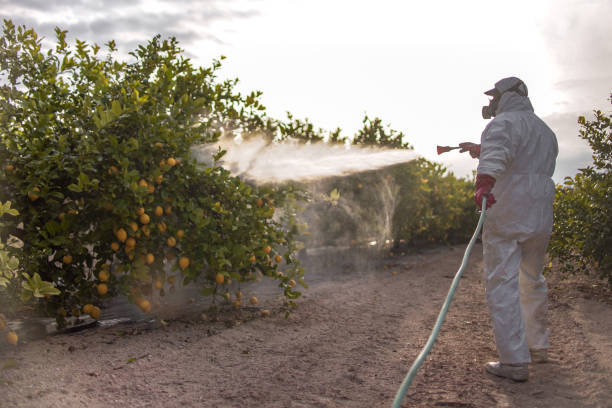 Best Mosquito Control Services  in Pquemine, LA