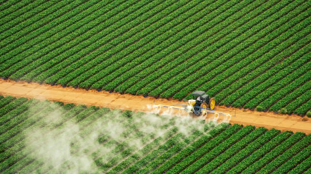 Best Pest Control for Businesses  in Pquemine, LA