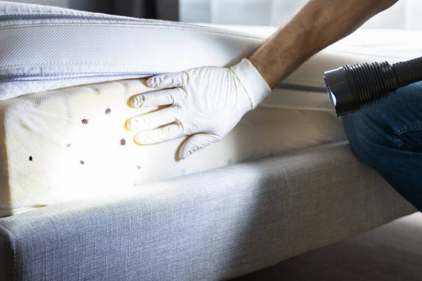 Professional Pest Control in Plaquemine, LA