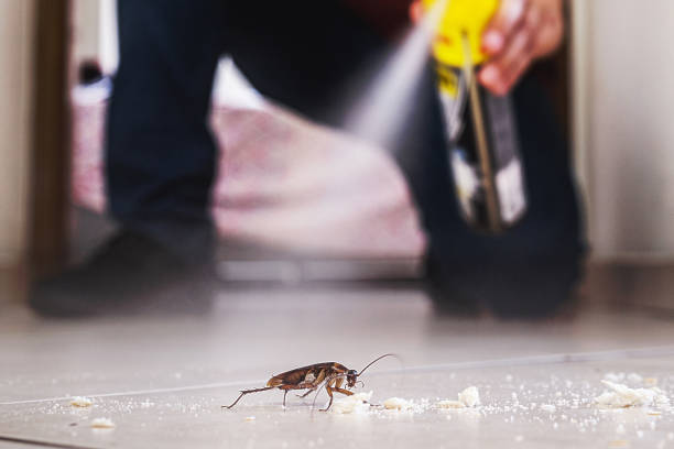 Best Insect Control  in Pquemine, LA