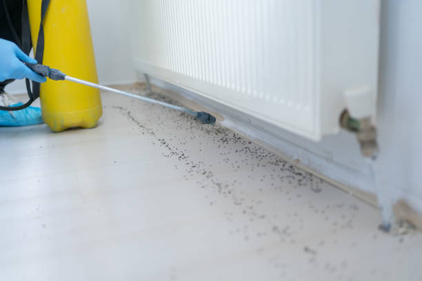 Best Bed Bug Extermination  in Pquemine, LA